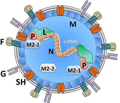 Immune-Modulation by the Human Respiratory Syncytial Virus: Focus on Dendritic Cells